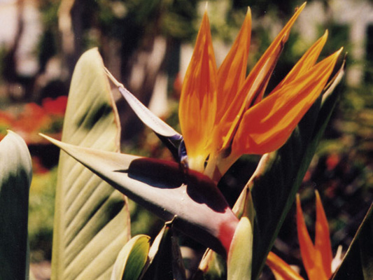 Bird of Paradise